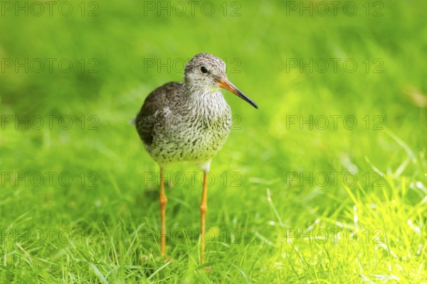 Ruff (Calidris pugnax) female standing on a meadow, captive, Zoo Augsburg, Germany