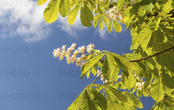 Blossom of the white horse chestnut (Aesculus hippocastanum), Saxony, Germany