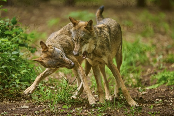 Two wolves play and fight energetically in the forest, Wolf (Canis Lupus), Germany