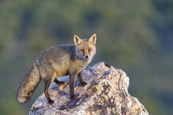 Red fox (Vulpes vulpes) in early morning light on a rock, Sierra de San Pedro, Extremadura, Spain