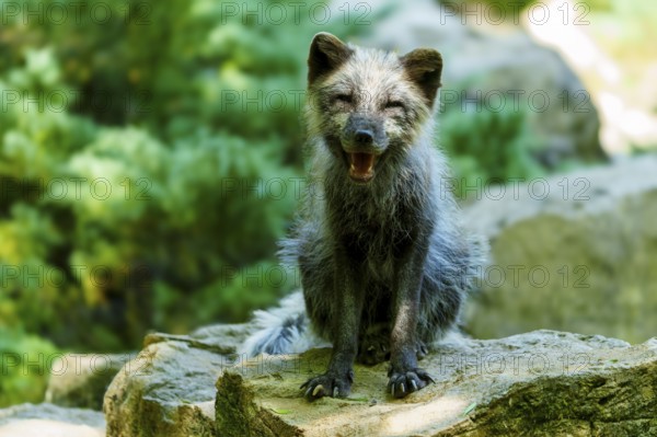 A relaxed fox sits on a stone in the forest and appears cheerful, Arctic fox, (Alopex lagopus) Germany