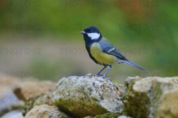 Great tit (Parus major), on a stone in a natural environment, in vivid shades of green and black, France