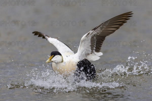 Common Eider (Somateria mollissima), drake landing on the water, reflection, duck birds (Anatidae), Aventdalen, Longyearbyen, Spitsbergen, Svalbard