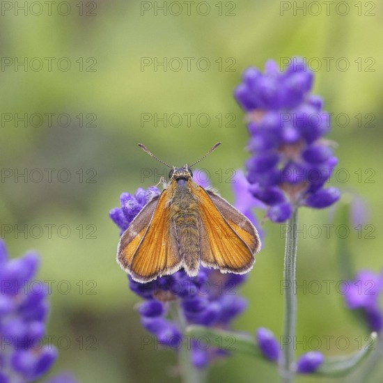 Large skipper (Ochlodes venatus), collecting nectar from a flower of Common lavender (Lavandula angustifolia), close-up, macro photograph, Wilnsdorf, North Rhine-Westphalia, Germany