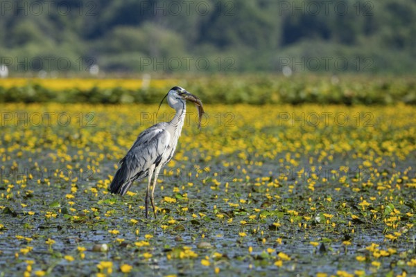 Grey heron (Ardea cinerea) amidst flowering sea pots (Nymphoides peltata) Hungary