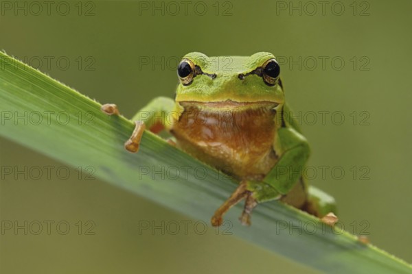 European tree frog (Hyla arborea), adult male, sitting on a reed leaf, also known as the weather frog, favourite, green background, frontal view, reminds of Kermit the frog, funny picture, local wildlife, nature, wildlife, North Rhine-Westphalia, Germany, Europe European Tree Frog, adult male, sitting on a reed leaf, frontal view, clean green background, Europe