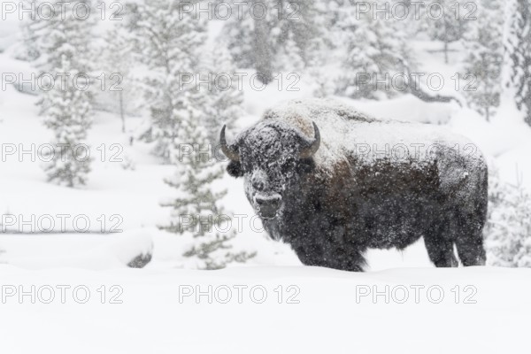 American Bison (Bison bison) in winter, strong, old bull, male animal, snowed in, snow-covered, in heavy snowfall and severe cold, Yellowstone, Wyoming, USA