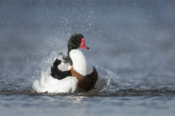 Bathing fun... Shelduck (Tadorna tadorna) bathing extensively, cleaning the plumage, water splashing around, funny picture, promises summer freshness and cooling, native nature, Lower Saxony, Germany, Western Europe