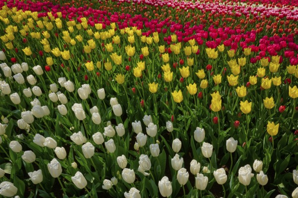 Rows of red, yellow and white tulips in a flower bed, Keukenhof, Lisse, province of South Holland, Netherlands