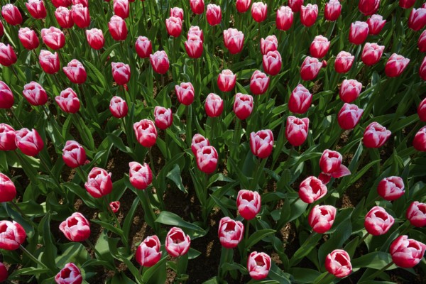 Rows of red tulips with pink edges forming a uniform spring pattern, Keukenhof, Lisse, province of South Holland, Netherlands