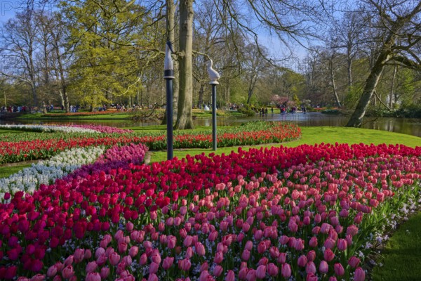 A colourful flower bed with tulips in the park. The lake and the trees create a peaceful atmosphere, Keukenhof, Lisse, province of South Holland, Netherlands