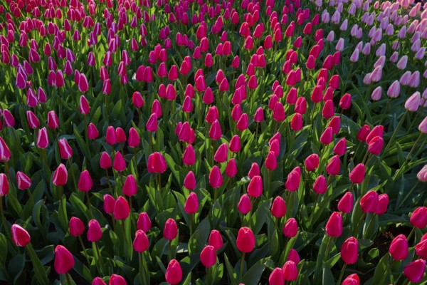 Densely planted pink tulips in a vibrant park, Keukenhof, Lisse, province of South Holland, Netherlands