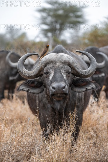 Cape buffalo (Syncerus caffer caffer) with yellowbill oxpecker (Buphagus africanus), Kruger National Park, South Africa