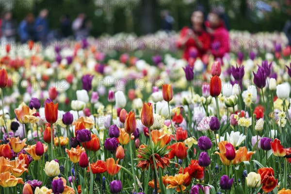 Different coloured tulips (Tulipa), colourful tulip bed, Keukenhof gardens, Lisse, Bollenstreek, South Holland, Netherlands