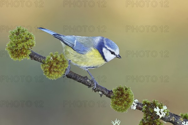 Blue tit (Parus caeruleus), sitting on a branch overgrown with lichen and moss, Wilnsdorf, North Rhine-Westphalia, Germany