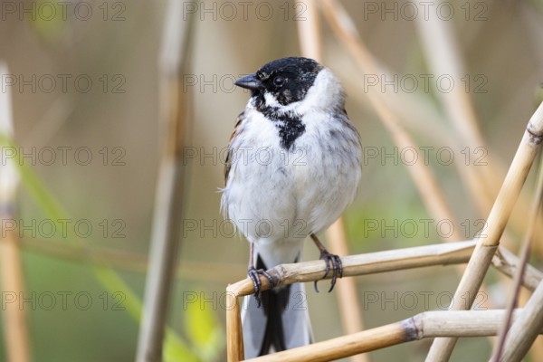 Reed bunting (Emberiza schoeniclus) ml Germany