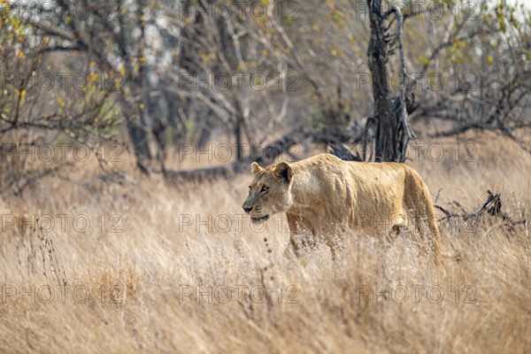 Lioness on the prowl, Kruger National Park, South Africa