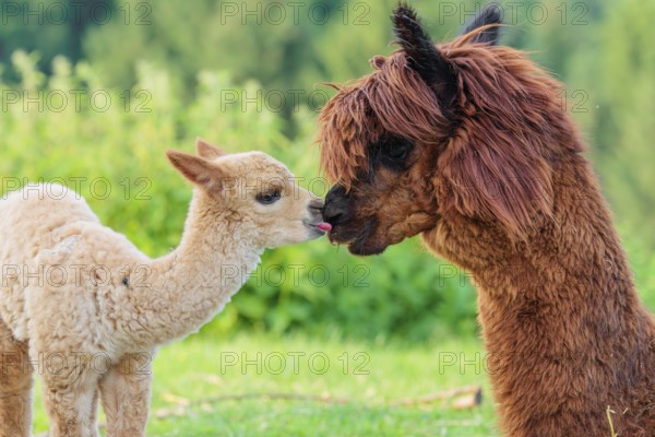 A freshly born white alpaca (Vicugna pacos) stands in front of its brown mother and sniffer on her snout (kisses her)