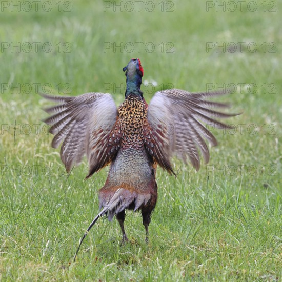 Pheasant, hunting pheasant (Phasianus colchicus), adult male bird during mating call in a meadow, territory demarcation, wildlife, Lembruch, Ochsen Moor, Dümmer nature park Park, Lower Saxony, Germany