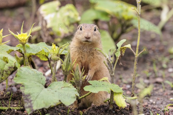 A European ground squirrel (Spermophilus citellus) or European souslik stands in an agricultural field and eats from the blossoms