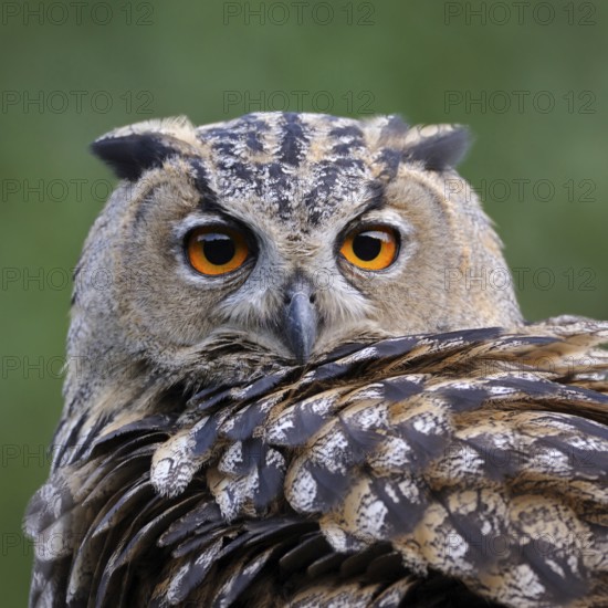 Close-up... European Eagle Owl (Bubo bubo), detailed head portrait, orange eyes, sharp gaze, hooked beak, feather ears, wildlife, North Rhine-Westphalia, Germany, Western Europe