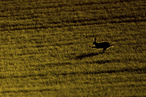 European brown hare (Lepus europaeus) silhouette of an adult animal running in a farmland field at sunset, England, United Kingdom