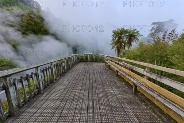Viewing platform in a steamy, misty environment surrounded by nature, Te Manaroa Spring, Hot Spring, Waikite Valley, Bay of Plenty, North Island, New Zealand