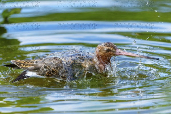 Lapwing splashing in the water, busy scene, natural environment, black-tailed godwit (Limosa limosa), France