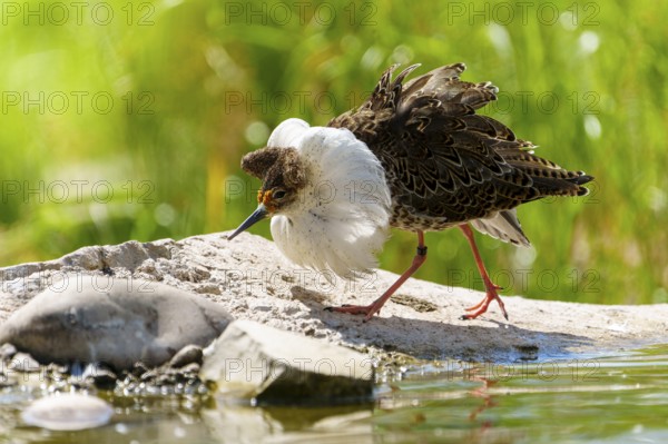 A bird with striking plumage approaches water in a green landscape, ruff (Calidris pugnax, syn.: Philomachus pugnax), courtship display, France