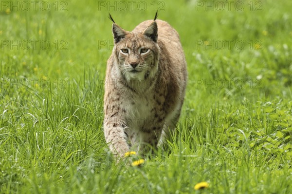 Lynx (Lynx Lynx), running in the grass, captive