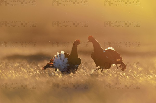 Black grouse (Lyrurus tetrix), two cocks in a show fight, Hedmark county, Norway
