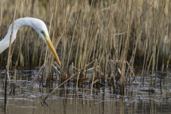 Great white egret (Ardea alba) adult bird in water on the edge of a reedbed, England, United Kingdom