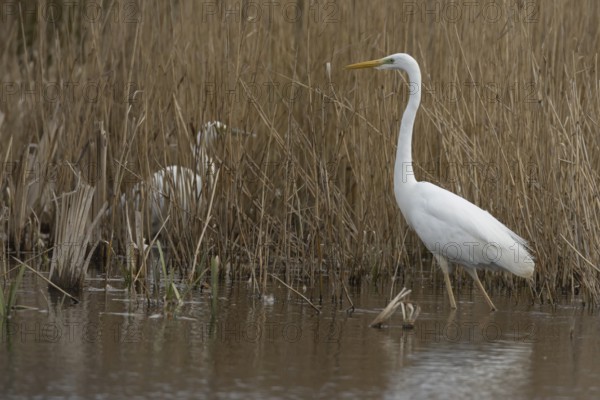 Great white egret (Ardea alba) adult bird in water on the edge of a reedbed, England, United Kingdom
