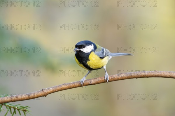 Great tit (Parus major) sitting on a branch in a forest, Bavaria, Germany
