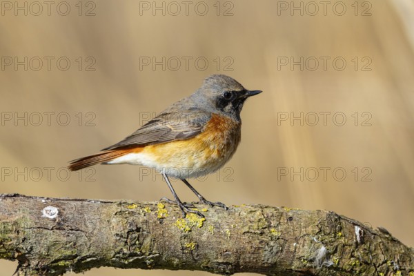 Redstart (Phoenicurus phoenicurus) Germany