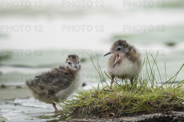 Black Tern (Chlidonias niger) chicks, Schleswig-Holstein, Germany