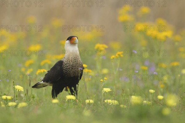 Northern Crested Caracara (Caracara cheriway), Texas, USA