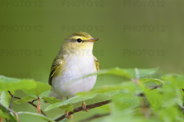 Wood Warbler (Phylloscopus sibilatrix), Baden-Wuerttemberg, Germany