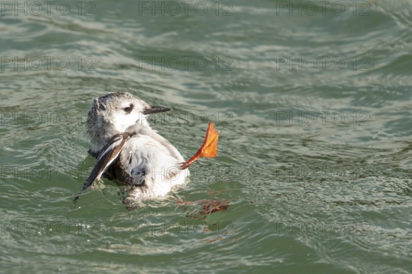 Black Guillemot (Cepphus grylle) chick, Schleswig-Holstein, Germany