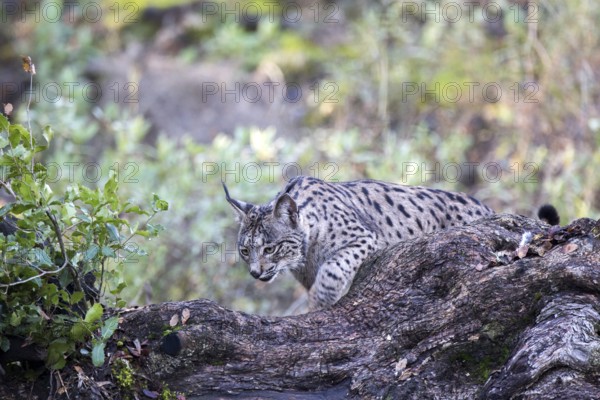 Iberian lynx, Lynx pardinus