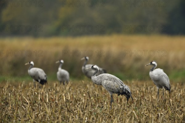Common Crane (Grus grus) group foraging on harvested maize field, Mecklenburg-Western Pomerania, Germany