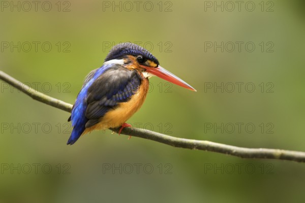 Blue-eared Kingfisher (Alcedo meninting) female, Selangor, Malaysia