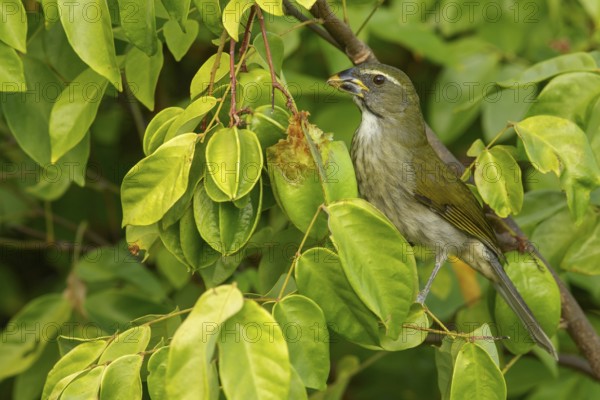 Lesser Antillean saltator (Saltator albicollis) perched on a branch on the Caribbean Island of Martinique