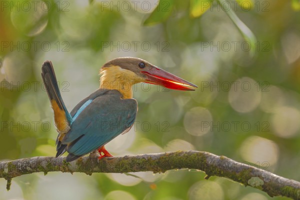 Stork-billed Kingfisher (Pelargopsis capensis) auf Ansitzast im Regenwald von Sri Lanka