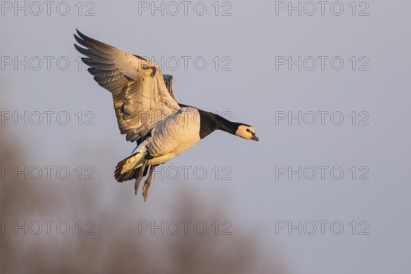Barnacle Goose (Branta leucopsis) landing, North Rhine-Westphalia, Germany