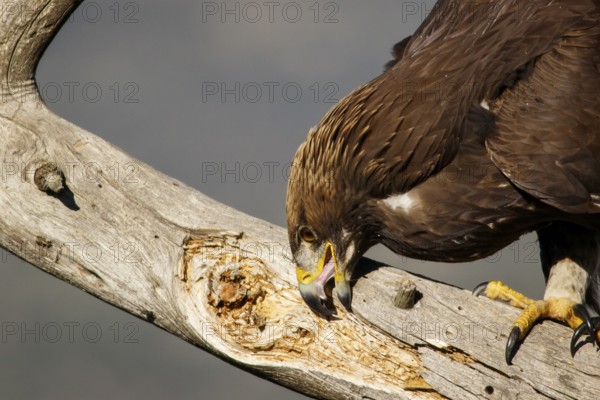 Golden Eagle (Aquila chrysaetos) immature, first winter plumage cleaning the beak, Castile and Leon, Spain