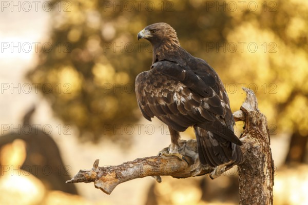Golden Eagle (Aquila chrysaetos) male eating a rabbit, Castile and Leon, Spain