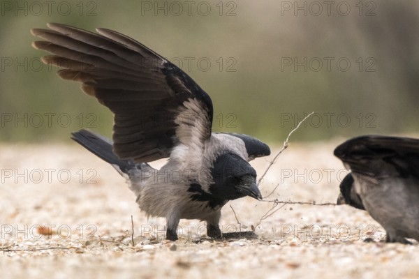 Hooded Crow (Corvus cornix), Romania