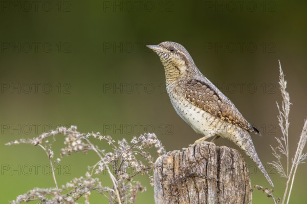 Eurasian Wryneck (Jynx torquilla) perched on a stump, Poland