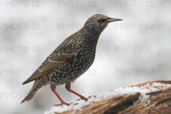 Common Starling (Sturnus vulgaris), North Rhine-Westphalia, Germany
